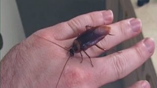 Picking Up Giant Texas Wood Roach By Hand [upl. by Odelet]