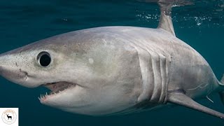 Porbeagle Shark  The Oceans Mysterious Predator [upl. by Hephzipah]