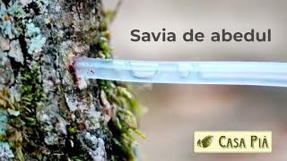 Savia de abedul un arbol medicinal [upl. by Ahseet]