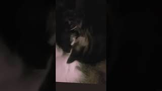 lustige TIERVIDEOS Katze Kitty Kitten Baby [upl. by Pejsach]