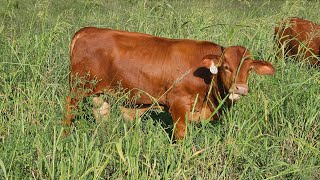 Beefmaster Cattle Tom Lasater [upl. by Christy]