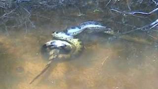 Anaconda vs Caiman [upl. by Lrak]