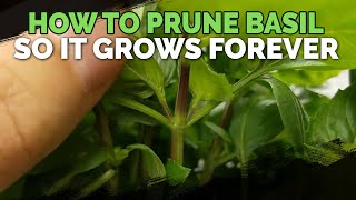 How to Prune Basil So It Grows Forever [upl. by Ardnoyek]