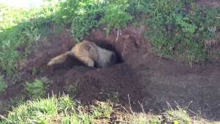 Hoary Marmot digging a burrow [upl. by Enid]