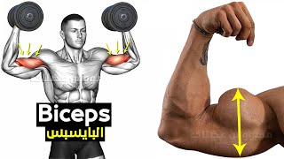 How To Build Your Biceps Workout Fast long head  short head  brachioradialis  Brachialis [upl. by Gotcher923]