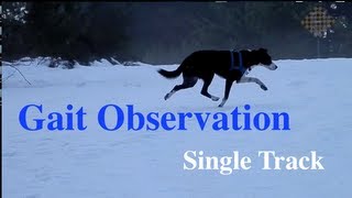 Dog Gait Observation  single track gaiting in snow [upl. by Corell]