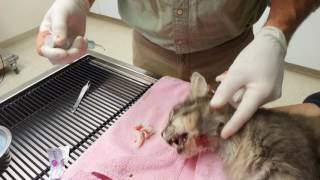 quotSedatedquot cat tags vet during wound drainage [upl. by Columbine]