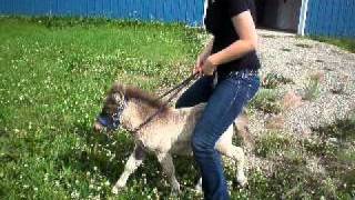 Amanda riding her pony RJ one month old [upl. by Shelby]