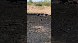 Helmeted Guineafowl in Chobe National Park in Botswana Africa [upl. by Yartnod]