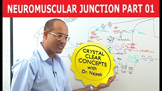 Neuromuscular Junction  Dr Najeeb  Part 12 [upl. by Corneille]