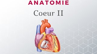 Anatomie du Coeur  Configuration Interne [upl. by Jarus]