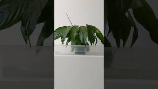 Lets give this Peace Lily some Water Spathiphyllum wallisii plants 🪴 [upl. by Phalan212]