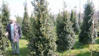 Steeplechase ArborVitae that are deer resistant [upl. by Ybroc]