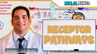 Endocrinology  Receptor Pathways [upl. by Bartley938]