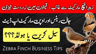 Zebra Finch New Prices Update  Zebra Finch Business Tips 2025  Mini Zoo [upl. by Bashee]