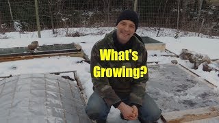 Cold Frame Seed Germination in Late March [upl. by Arraeis]