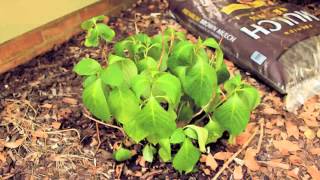 TimeLapse of reviving Hydrangea [upl. by Cuthbertson]