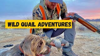 Arizona Quail Hunting Adventure hunting birdhunting video [upl. by Wolfort456]