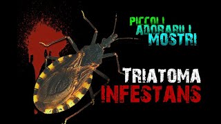 La cimice assassina vampiro Triatoma infestans  PAM 4 [upl. by Noxas]