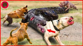 30 Moments When Brave Hunters Confronted Giant Pythons to Save Pitbulls  Pitbull Fight [upl. by Aissej72]