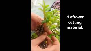 Propagation of horticultural plant Aeschynanthus radicans [upl. by Babette197]