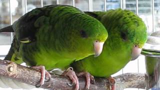 Lineolated Parakeets  new stars on YouTube [upl. by Enileda285]