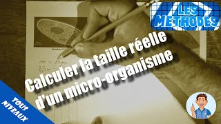 MÉTHODE  Calculer la taille réelle dune cellule ou dun microorganisme [upl. by Sioled120]