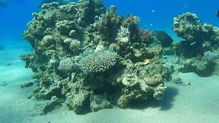 Coral reefs in Eilat [upl. by Adiaj]