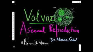 Volvox2Asexual Reproductiongreenalgaebscmscbotany [upl. by Herring]