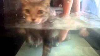 Paralyzed cat tries water treadmill for first time [upl. by Sigler]