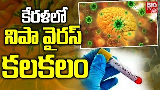 Nipah Virus Outbreak In Kerala  కేరళలో నిపా వైరస్ కలకలం  BIGTV [upl. by Rosse]