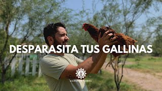 3 Formas Efectivas Para DESPARASITAR A TUS GALLINAS tips gallinasmanos de tierra [upl. by Elleoj]