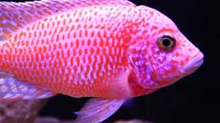 Super Colorful African Cichlid  The Dragon Blood Peacock Aulonocara Hybrid [upl. by Rats]