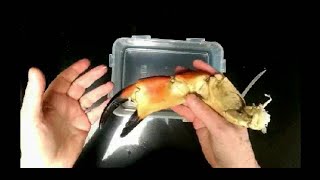 Les Leckie demonstrates an easy way to shell a crab claw [upl. by Filip907]