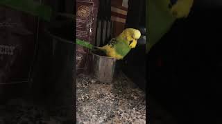 Sunny the Budgie hand raised budgerigar talking amp mocking [upl. by Ystap22]