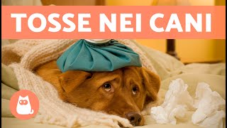 9 RIMEDI DOMESTICI per la TOSSE nei CANI 🐶✅ Consigliati dai Veterinari [upl. by Annayad]