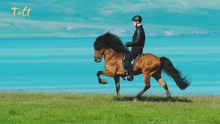 5 gaits of the Icelandic horse [upl. by Notlimah319]