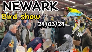 NEWARK BIRD SHOW SPRING 240324 Part  1 [upl. by Azila126]