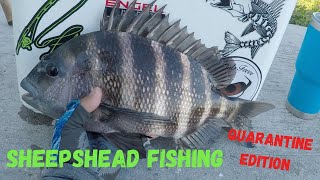 SHEEPSHEAD FISHING IN MATLACHA FL [upl. by Care]