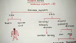 NERVOUS SYSTEM  PART 1  BRAIN ANATOMY amp PHYSIOLOGY  RRB  ESIC  GPAT  NIPER  DI  NEET [upl. by Sholley]