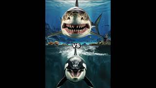 Killer Orca Whale vs Megalodon vs  Dolphin shark blue whale turtle seal octopus [upl. by Zimmer]