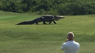 Giant Gator Walks Across Florida Golf Course  GOLFcom [upl. by Lessard]