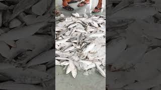 Big Hilsa fish selling at Digha mohana fish market hilsa selling digha [upl. by Yzeerb]