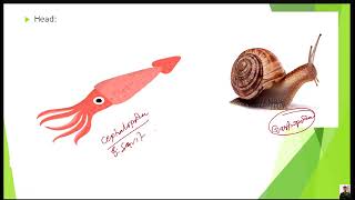 Phylum Mollusca part 2 for CEEIOMNEET BY KAMAL NEPAL SIR [upl. by Ahsuatan65]