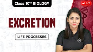 Nephron and Urine Formation  Life Processes  Class 10 Science Chapter 5 [upl. by Ydassac]