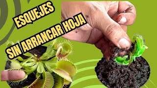 🌿como PROPAGAR PLANTAS CARNÍVORAS VENUS ATRAPAMOSCAS  DIONAEA MUSCIPULA  sin ESQUEJE [upl. by Arymas]