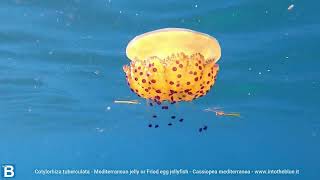 Mediterranean jellyfish or fried egg jellyfish Cotylorhiza tuberculata intotheblueit [upl. by Drarej828]