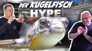 KUGELFISCHE IM HYPE  Die richtige Aquarienhaltung  Süßester Fisch der Welt  feat ZOOBOXde [upl. by Yreffeg]