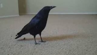 Crow  Ricky says quotCawquot [upl. by Rudyard]