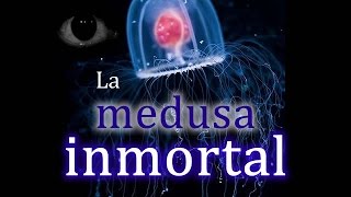 La medusa inmortal o Turritopsis Nutrícula [upl. by Anairam]